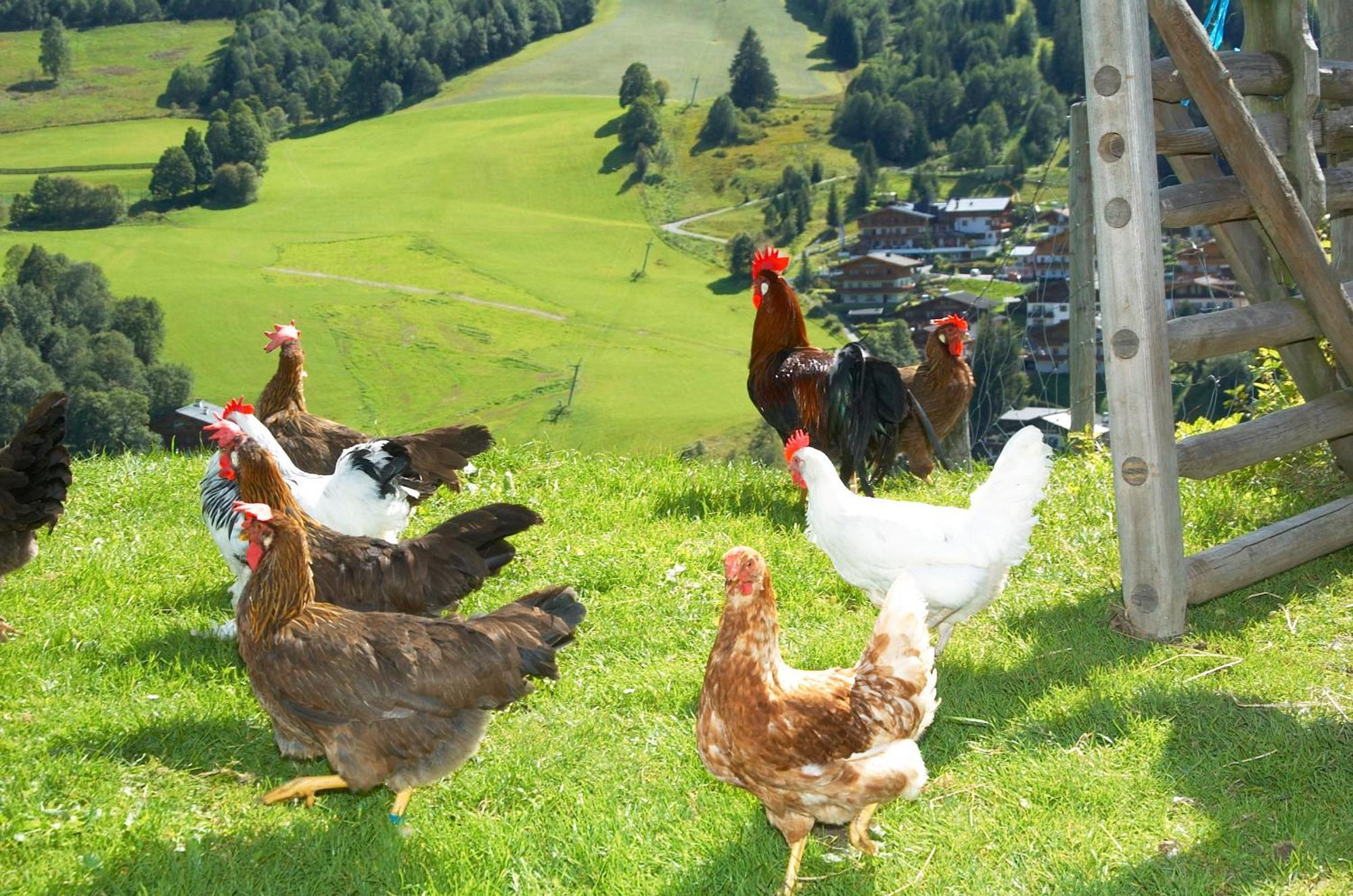 Aparthotel Feriengut Hasenau à Saalbach-Hinterglemm Extérieur photo